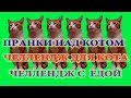 CHELLENGE / ЧЕЛЛЕНДЖ С ЕДОЙ ВИДЕО / ВЫЗОВ ПРИНЯТ / ЧЕЛЛЕНДЖ ДЛЯ КОТА / ПРАНКИ НАД КОТОМ