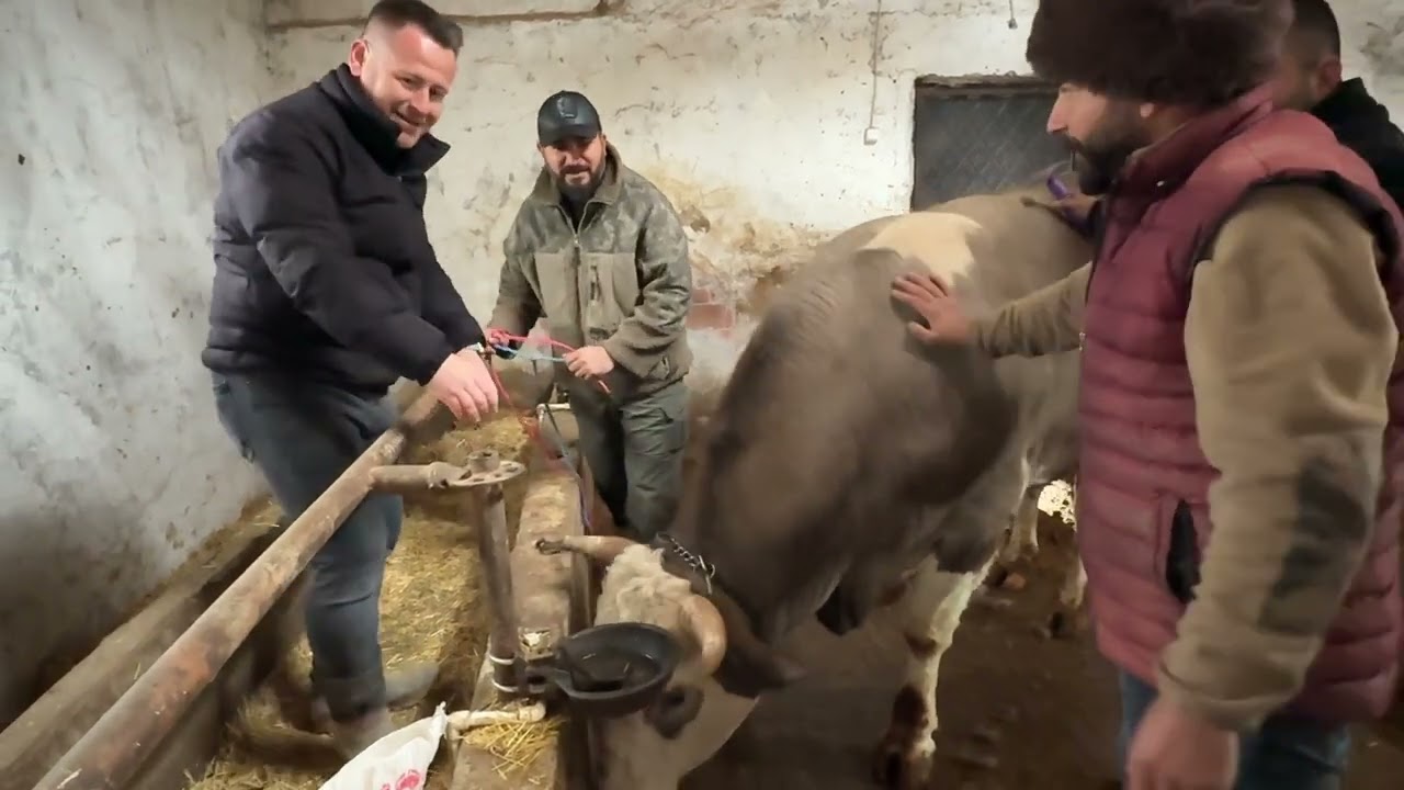 DANALARI YÜKLEDİK BUZALARI GERİ GETİRDİK