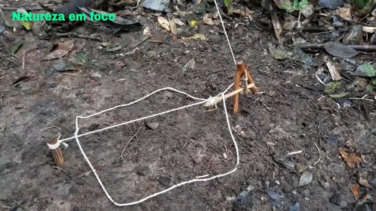 Armadilha de Tropeço ideal para pegar animais na trilha (VAREDA)