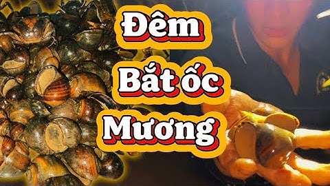 ĐÊM ĐI BẮT ỐC MƯƠNG – THU HOẠCH CẢ RỔ ỐC TỰ NHIÊN | SĂN ỐC ĐÊM MIỀN TÂY