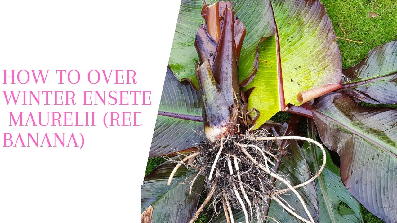 Easy Overwinter Red Banana Ensete Maurelii (Dry Storage) YouTube
