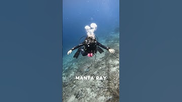 HAND SIGNALS FOR MARINE LIFE #scubadiving #ocean #divingcourse #divinglife #underwater