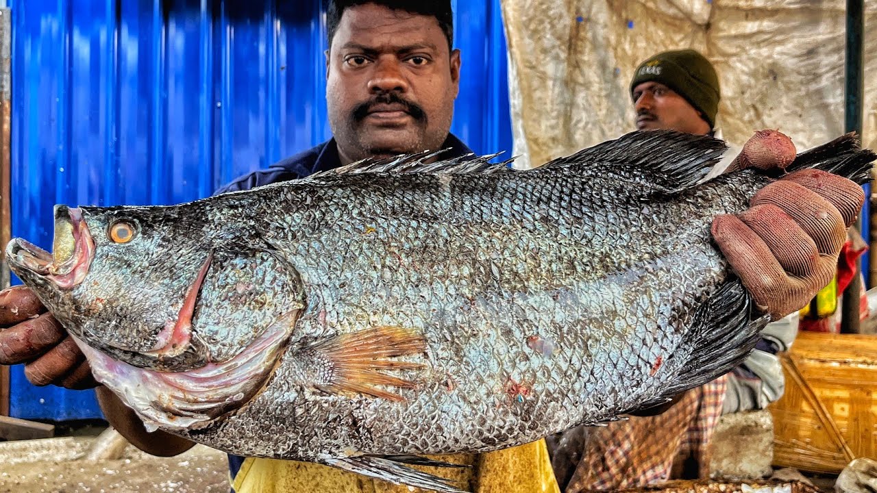 KASIMEDU SPEED SELVAM | HUGE SEA BASS FISH CUTTING VIDEO | 4K VIDEO | KM FISH CUTTING 