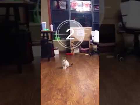 Ум котика 🐈🐈🐈#4294 #satisfyingvideo#satisfying#oddlysatisfying#shorts