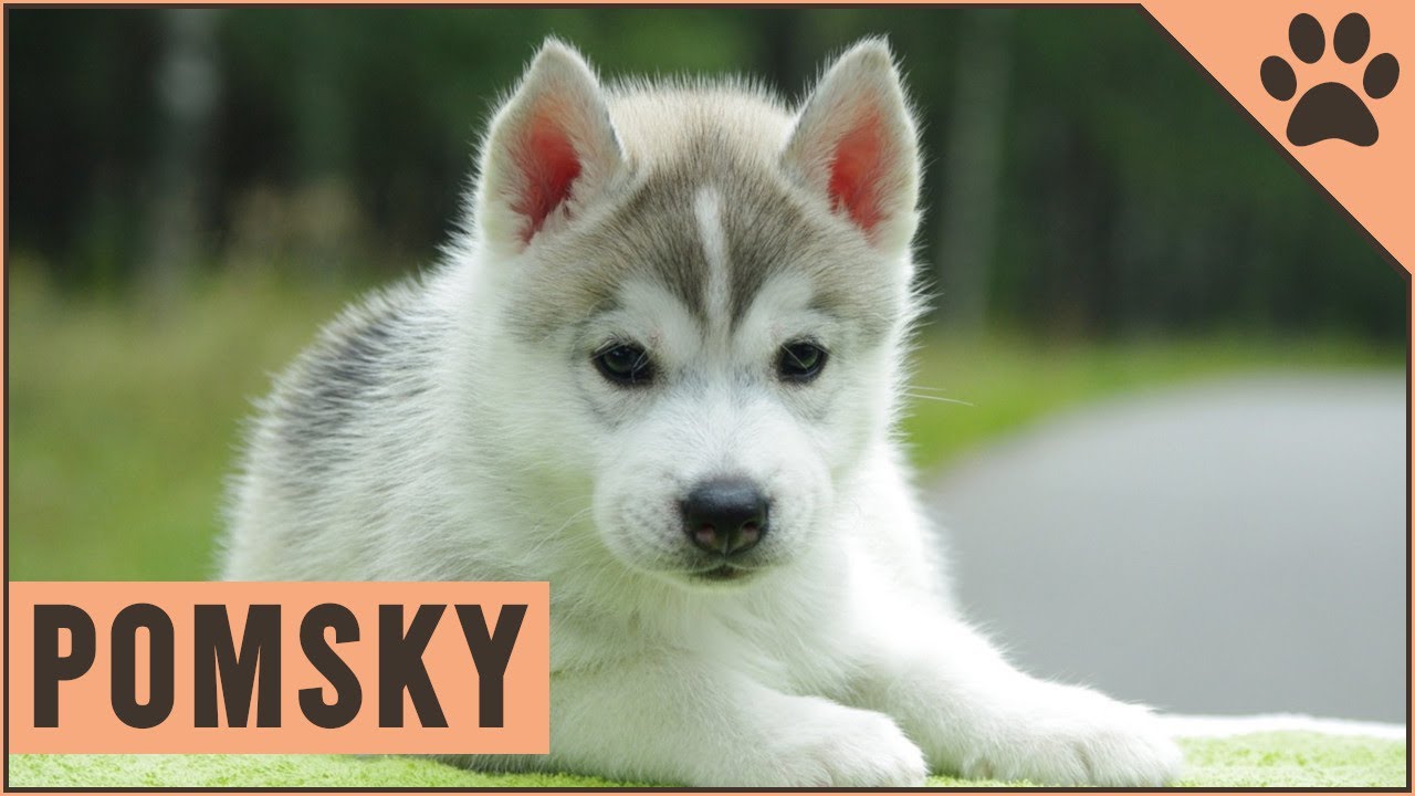 what breeds make a pomsky