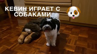 Кевин играет с плюшевыми собачками🐶🧸