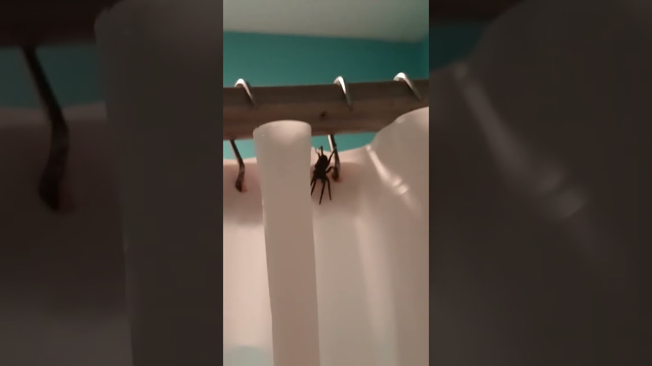 Huge spider in the shower 