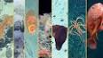 The Fascinating World of Deep-Sea Exploration ile ilgili video