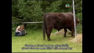 Germany's Most Wanted Fugitive Cow.avi Most Wanted Cow