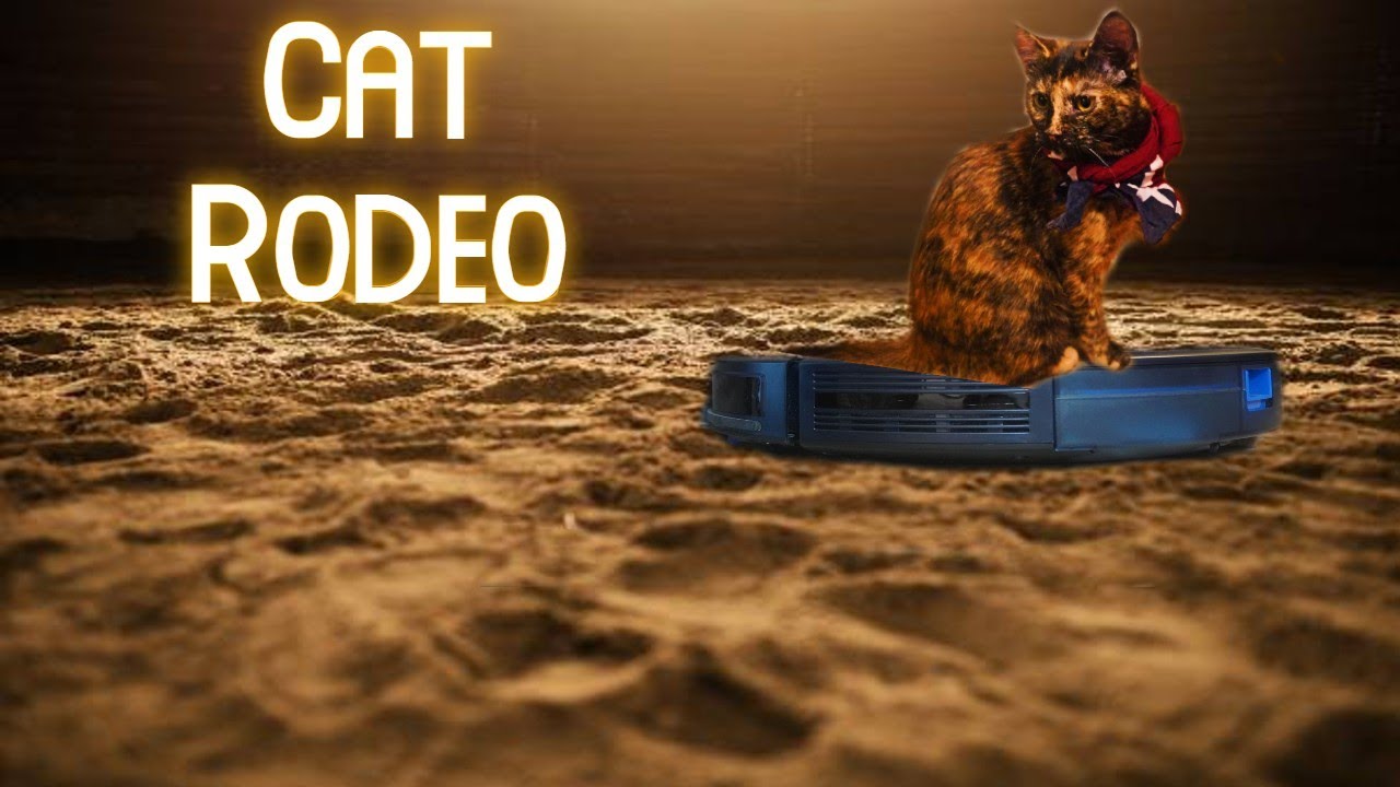 Cat Rodeo - Pikachu Riding a Rumba - YouTube