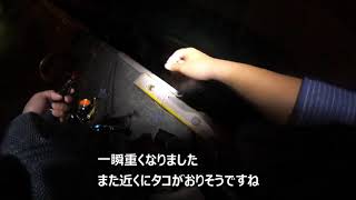 防波堤のタコは簡単で予想以上に釣れる