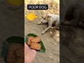 Small help big change 🐕 Feed and rescue stray dog #dog