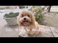 Life with a Maltipoo 🐾💕 Saturday puppy vlog 🐶🤎