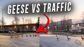2 Sets of Geese Trying to Cross on a Busy Roundabout Causing Traffic to Pause