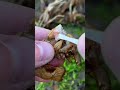 Satisfying Shrimp Parasite Removals (Best Compilation) #shorts