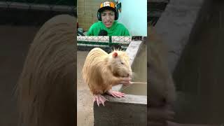 la rata mas grande del mundo😱