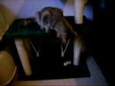 Video 1774331: somali cat playing, cat playing toys, blue cat