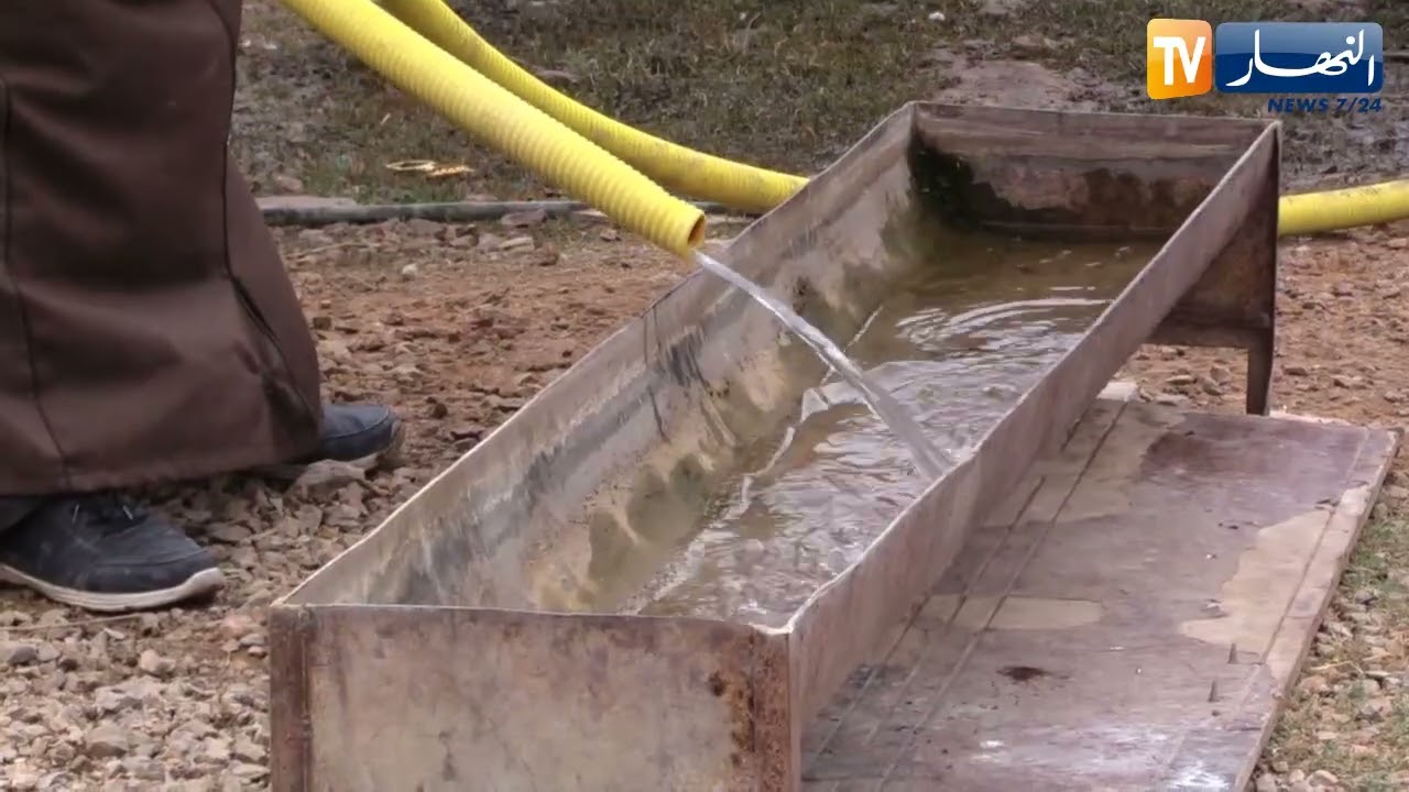 تيسمسيلت : تراجع نشاط تربية المواشي بسبب نقص المياه والأعلاف