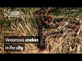Exploring Adders in London
