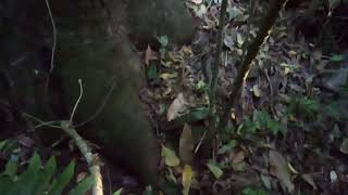 Captura De Abelha Tubuna