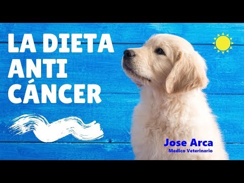 Video: Alimentar A Los Gatos Con Cáncer Para Que Sean Lo Suficientemente Fuertes Para Combatirlo