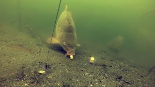 Underwater live runs