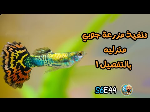 S6E44 تنفيذ مزرعة جوبي منزليه بالتفصيل 