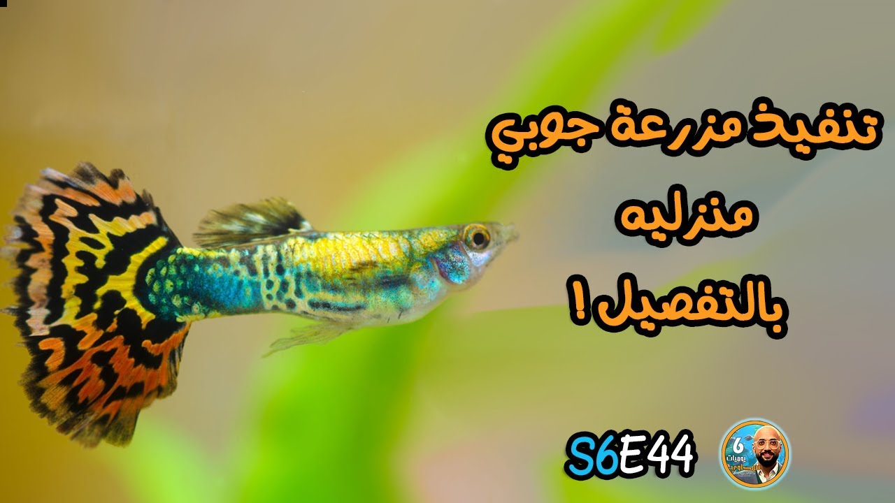 S6E44 - تنفيذ مزرعة جوبي منزليه بالتفصيل