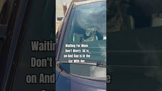 This Staffys Tongue Has A Mind Of Its Own