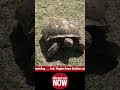 18th Turtle Fest Brings Fun and Focus on Sea Turtle Safety
