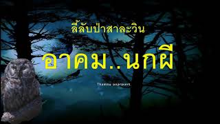 ๔๖.อาคม..นกผี ลี้ลับป่าสาละวิน