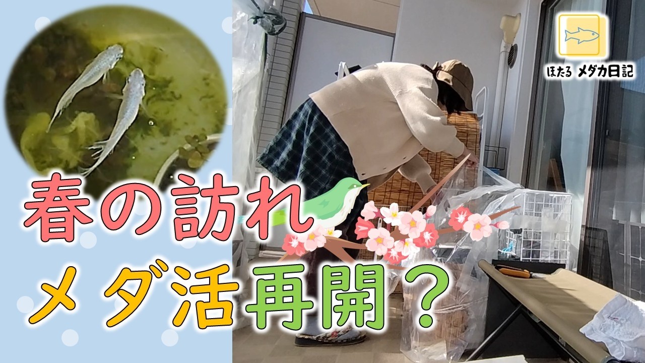 最近週末暑くない？メダ活少しずつ再開してみる。#ビオトープ  #メダカ  #メダ活  #ベランダ