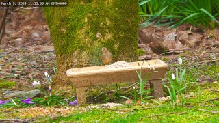 Holy Loch  Wildlife Dunoon Scotland