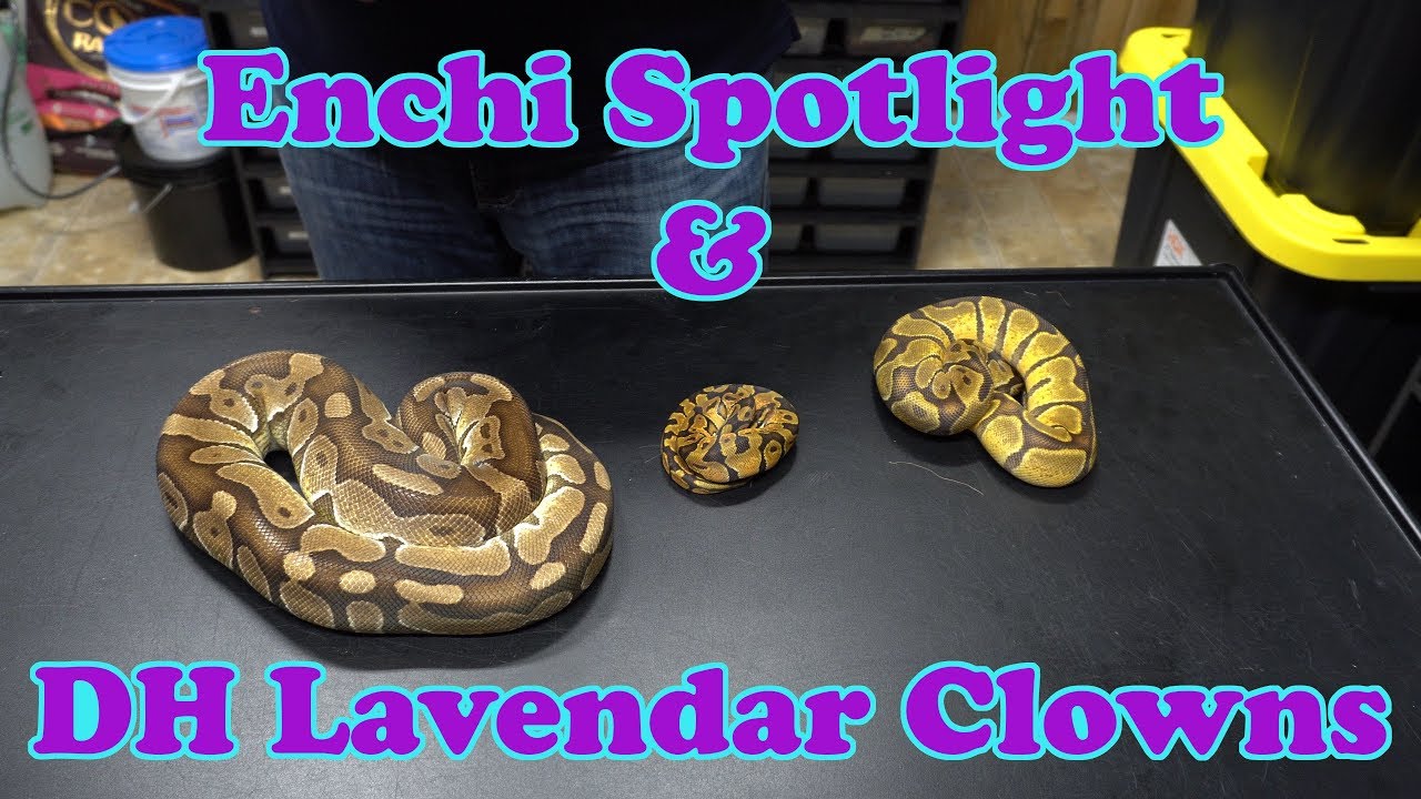 skins exclusivas fortnite Cutting a Ball Python Clutch of Double Het Lavender Albino Clowns!