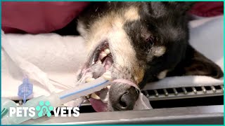 Inside the UK's Animal Ambulance - Real Vet Emergencies and Pet Rescues