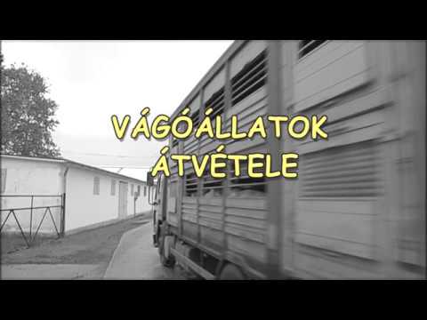 Videó: Az állatok Szállítása