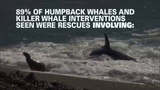 Are humpback whale the superheroes of the sea?