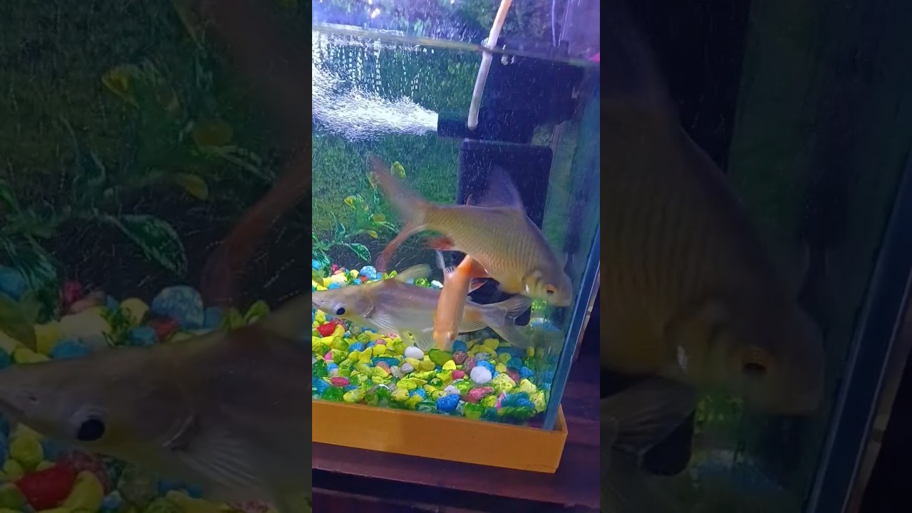 #fish #aquarium #fishing 🐠🐠🐠🐠😍🥰😘
