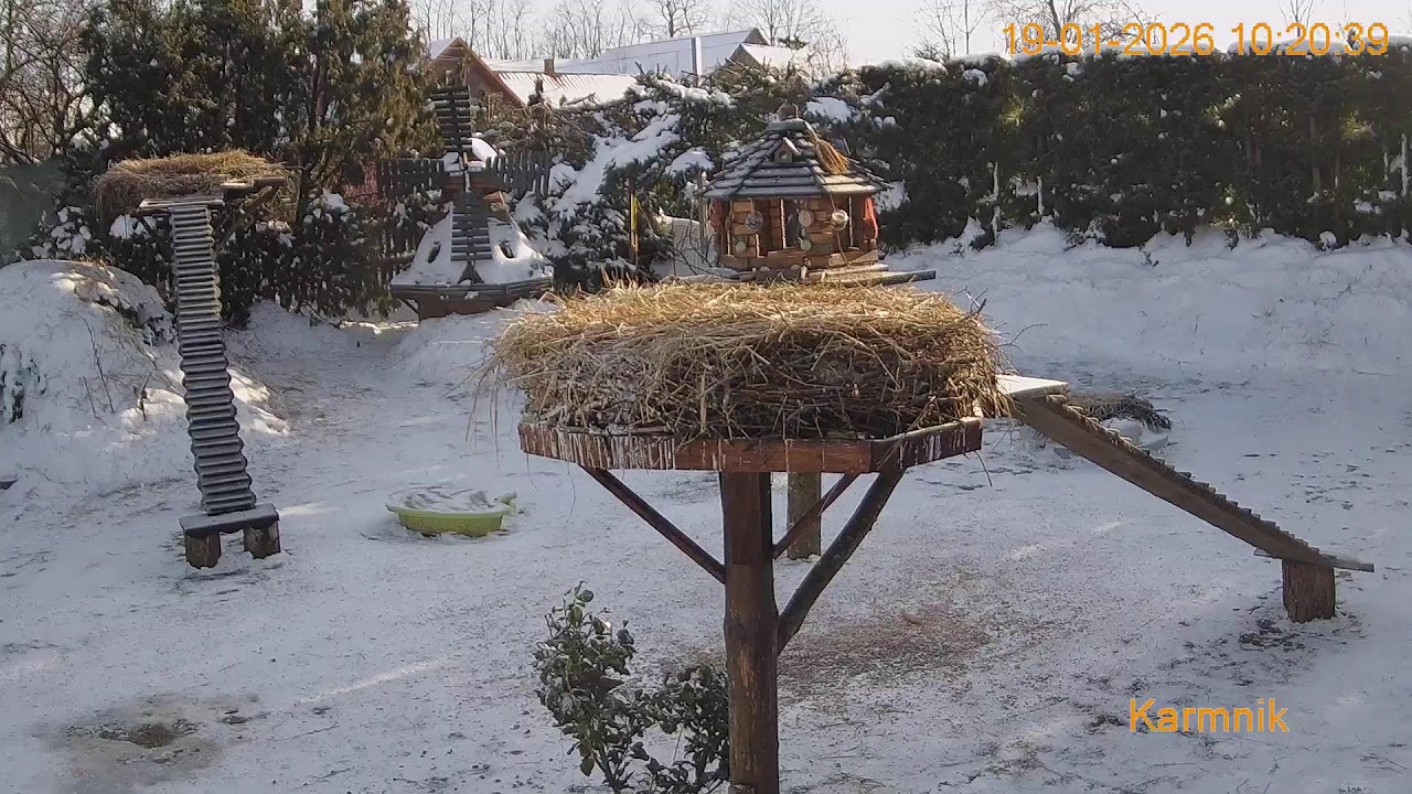 Gniazdo Bocianie pod Sokółką - na żywo.