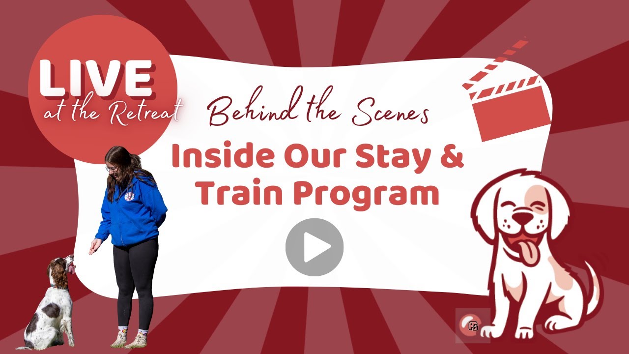 Stay & Train for Dogs: Building Strong Foundations That Last