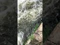 Under the rushing water There are so many big fish here