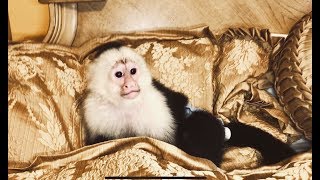 Capuchin Monkeys LOVE new French bed decor! PIER 1!