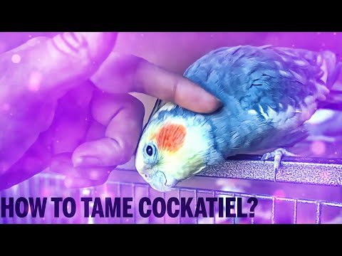 Video: How To Tame Cockatiel