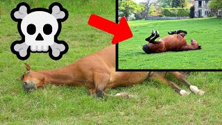 The Science Behind Horses Laying Down to Sleep   Debunking Common Misconceptions
