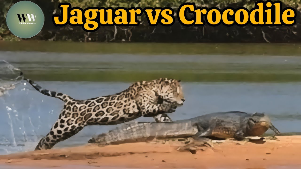 Jaguar vs Crocodile – Rare and Brutal River blank Battle Caught on Camera