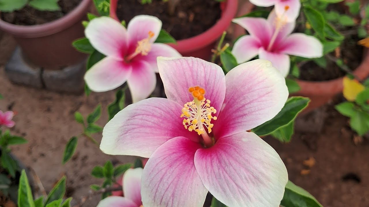 Soumya's HomeGardening 🪴  is live