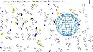 Diffusion with Enzyme Degradation - AcCoRD Simulation Demo