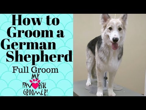 How to Deshed/Groom a German Shepherd