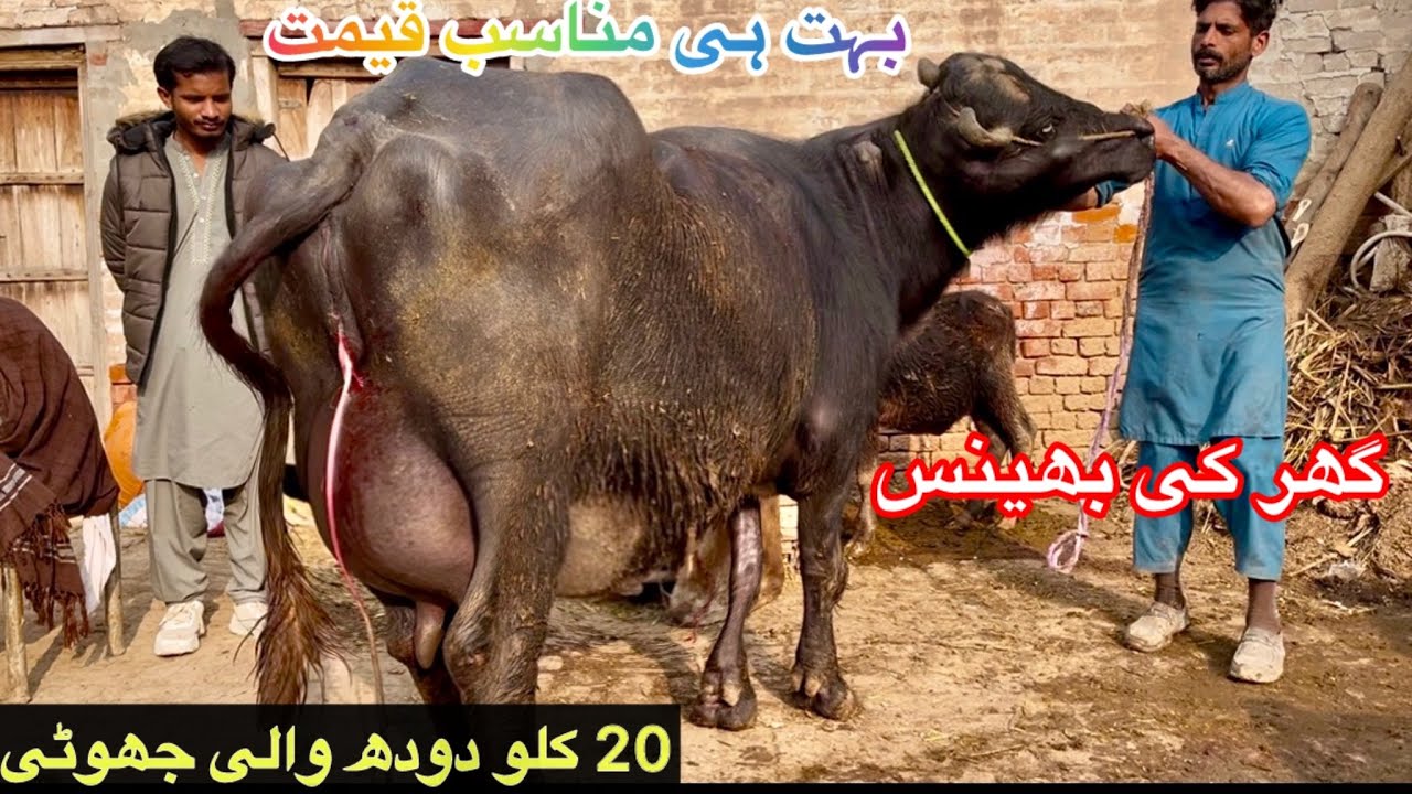 Most Beautiful 20 Kg Milk Buffalo for Sale in 92 Animal Tv [ Nili Ravi Buffaloes] 22 December 2025