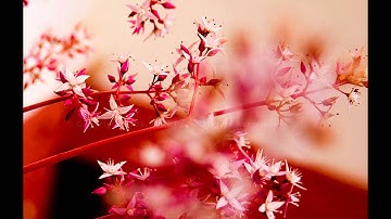 القارئ ناصر القطامي - ( ولا تحسبن الله غافلا عما يعمل الظالمون )